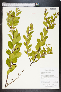 Lyonia lucida image