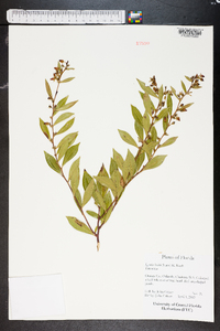 Lyonia lucida image