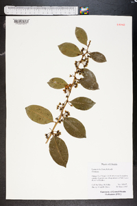 Lyonia lucida image