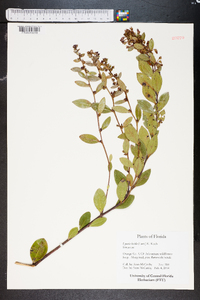 Lyonia lucida image