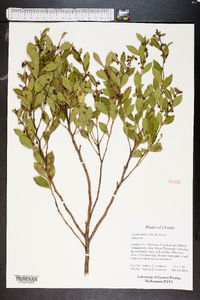 Lyonia lucida image