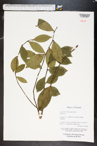 Lyonia lucida image