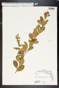 Lyonia lucida image