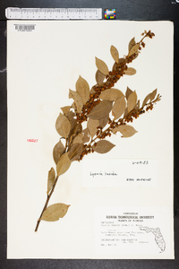 Lyonia lucida image