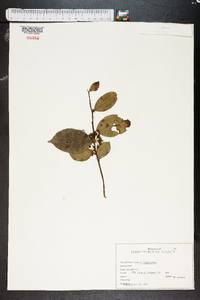 Lyonia lucida image