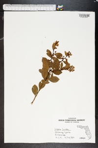 Lyonia lucida image