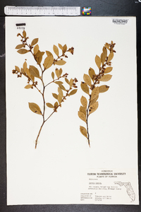 Lyonia lucida image