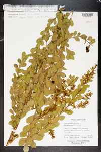 Lyonia lucida image