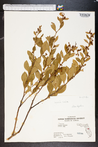 Lyonia lucida image