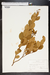 Lyonia lucida image