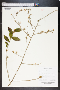 Lyonia mariana image