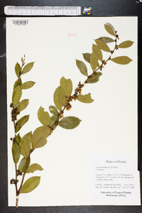 Lyonia mariana image