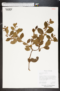 Lyonia mariana image