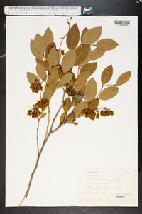 Lyonia mariana image