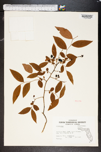 Vaccinium fuscatum image