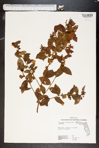 Vaccinium fuscatum image