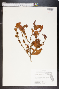 Vaccinium fuscatum image