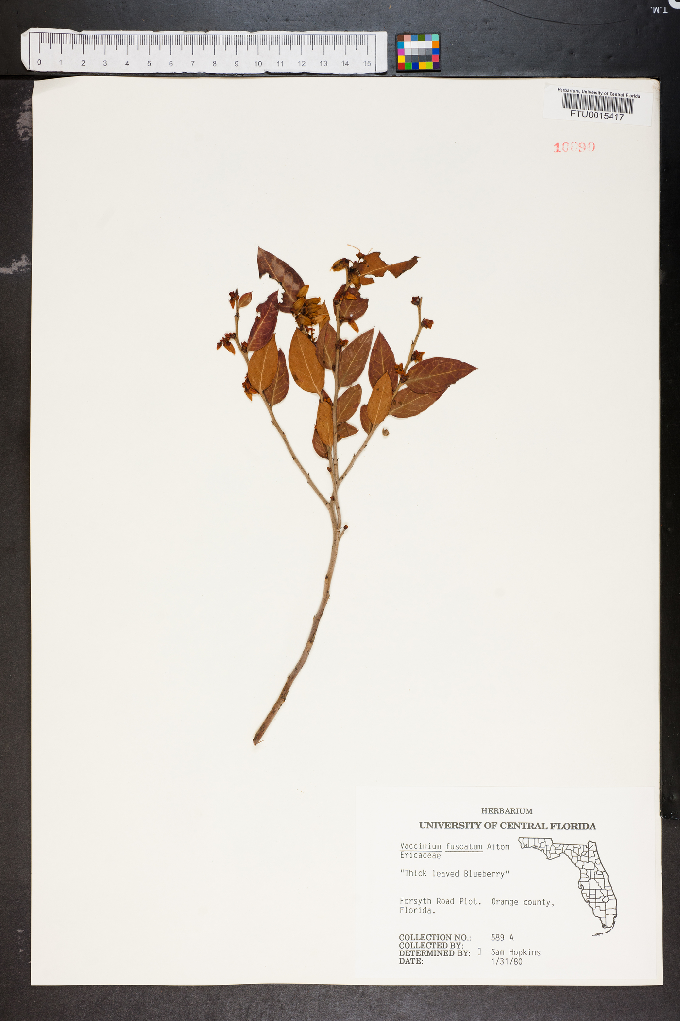 Vaccinium fuscatum image