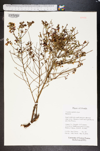 Vaccinium myrsinites image