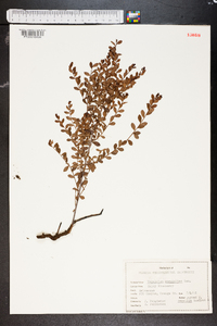 Vaccinium myrsinites image