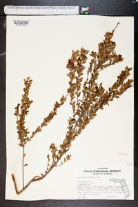 Vaccinium myrsinites image