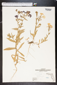 Phlox drummondii image