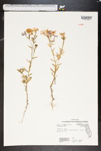 Phlox drummondii image