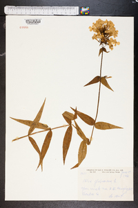 Phlox glaberrima image