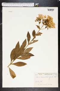 Phlox maculata image