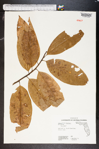 Oxydendrum arboreum image