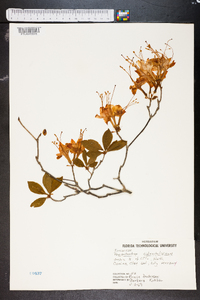 Rhododendron calendulaceum image