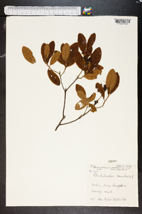 Rhododendron canescens image