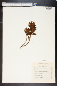 Rhododendron ferrugineum image