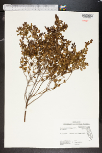 Vaccinium darrowii image