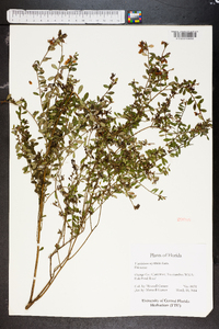 Vaccinium myrsinites image