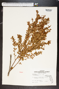 Vaccinium myrsinites image