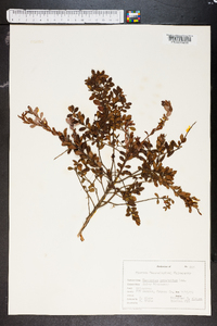 Vaccinium myrsinites image