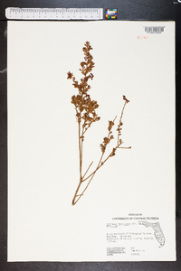 Vaccinium myrsinites image