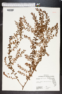 Vaccinium myrsinites image