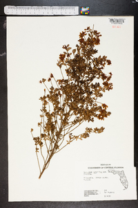 Vaccinium myrsinites image