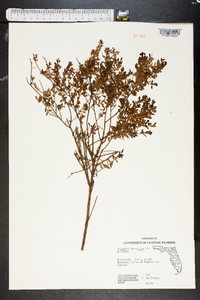 Vaccinium myrsinites image