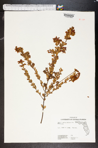 Vaccinium myrsinites image