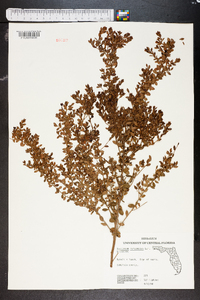 Vaccinium myrsinites image