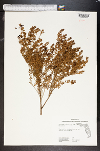 Vaccinium myrsinites image