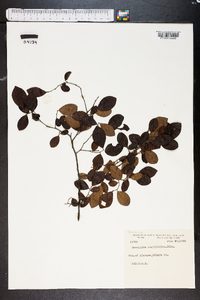 Vaccinium ovalifolium image