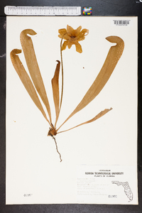 Sarracenia minor image