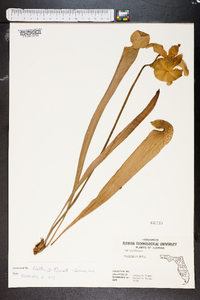 Sarracenia minor image