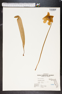 Sarracenia minor image