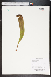 Sarracenia minor image