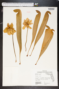 Sarracenia minor image